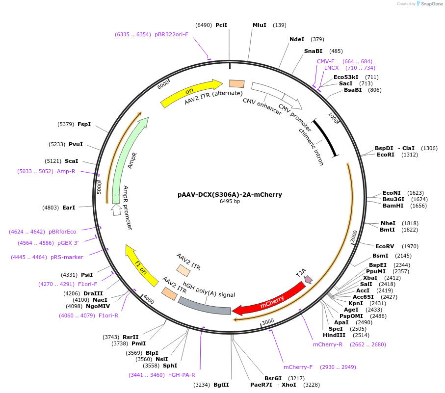 118291-plasmid-map-sequence-id-229504