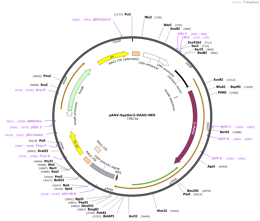 119184-plasmid-map-sequence-id-229510