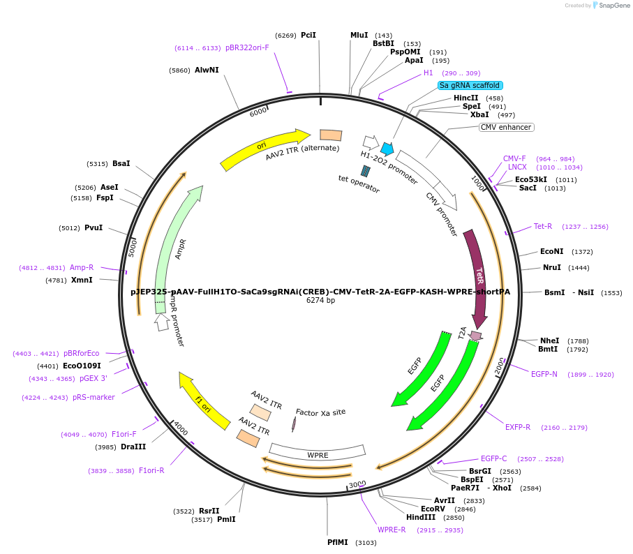 113702-plasmid-map-sequence-id-229517