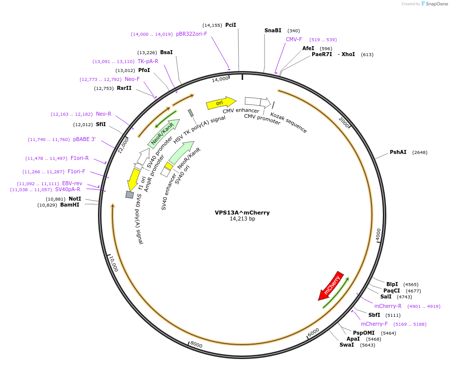 118758-plasmid-map-sequence-id-229518