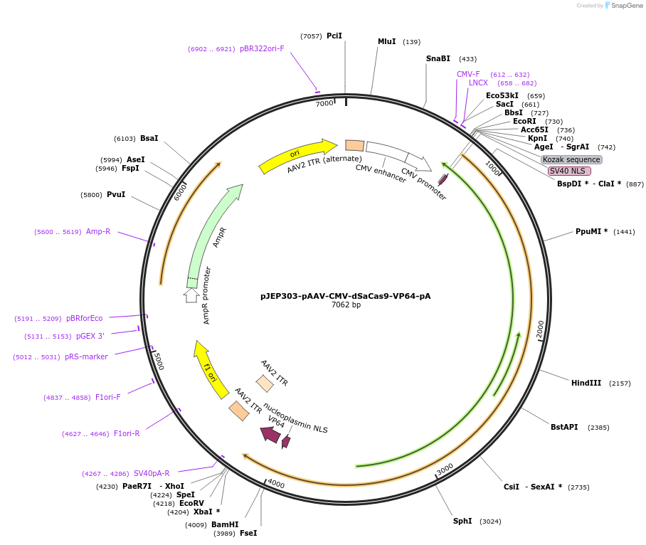 113678-plasmid-map-sequence-id-229519