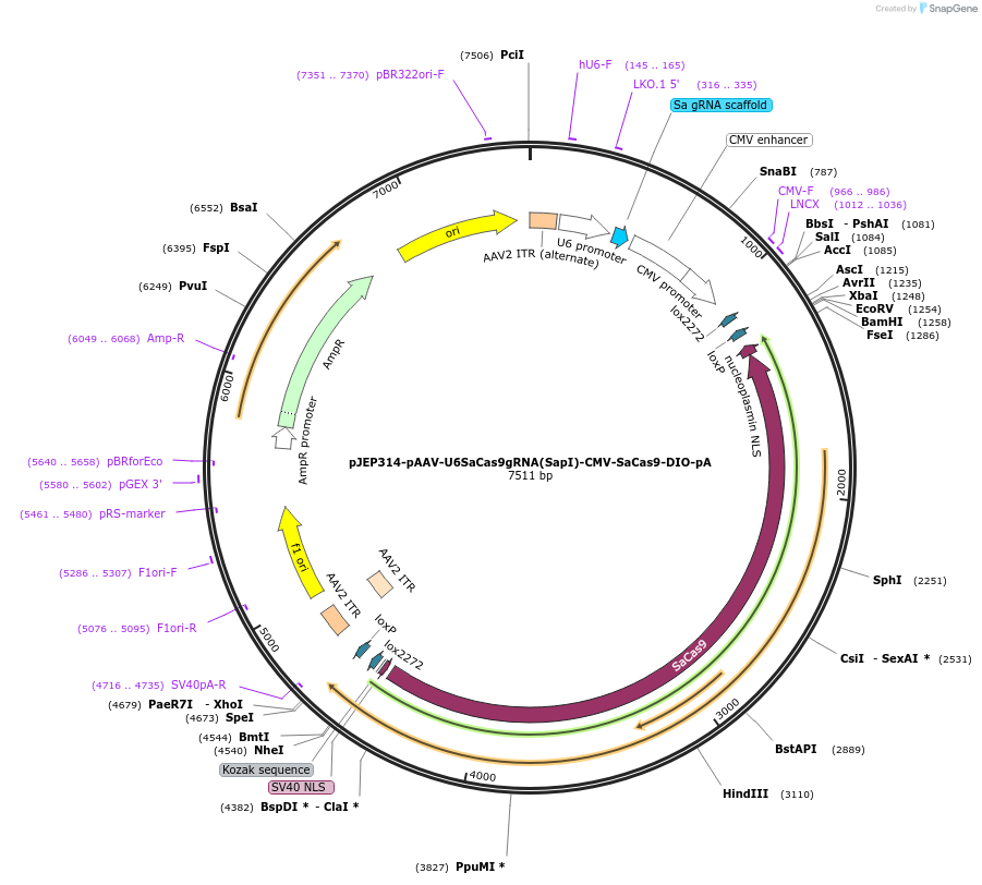 113691-plasmid-map-sequence-id-229521