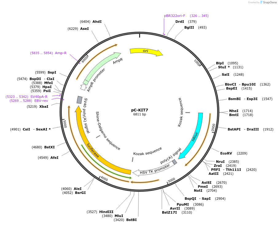 118989-plasmid-map-sequence-id-229522