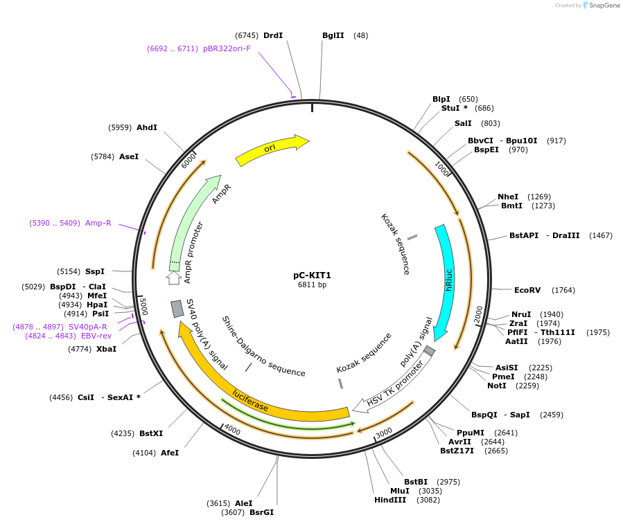 118983-plasmid-map-sequence-id-229526