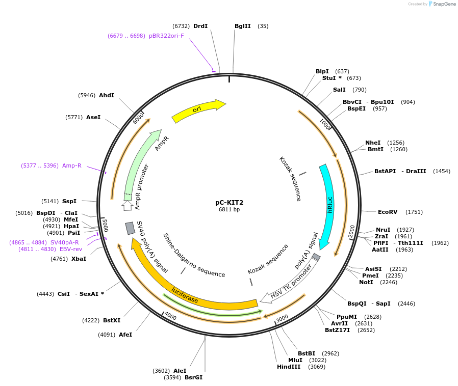 118984-plasmid-map-sequence-id-229528