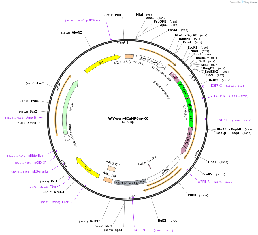 118975-plasmid-map-sequence-id-229529