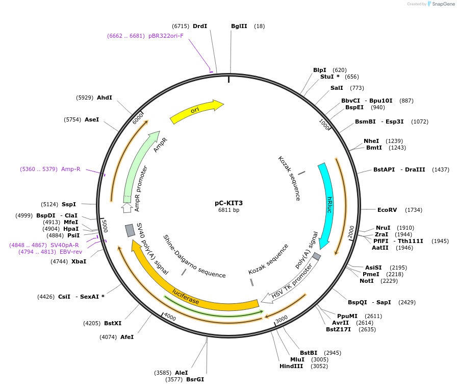 118985-plasmid-map-sequence-id-229531