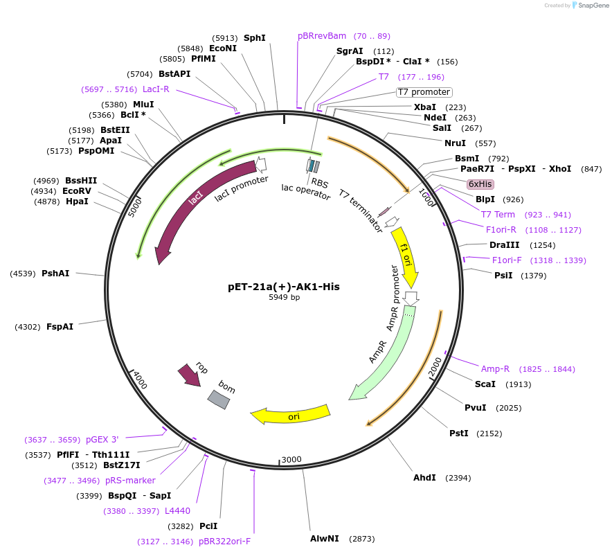 118977-plasmid-map-sequence-id-229533