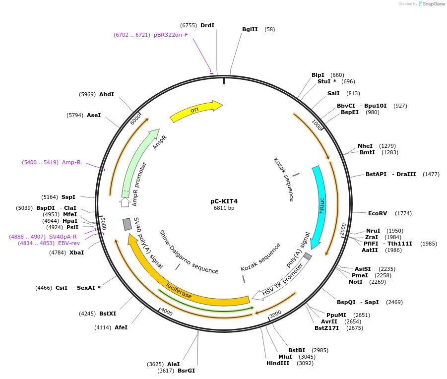118986-plasmid-map-sequence-id-229534