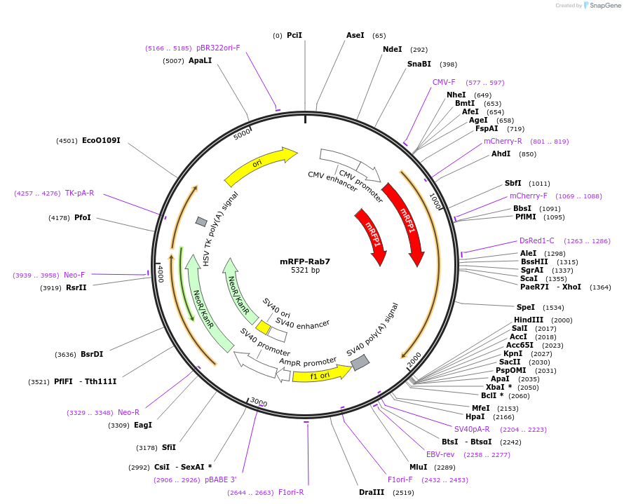 14436-plasmid-map-sequence-id-229535