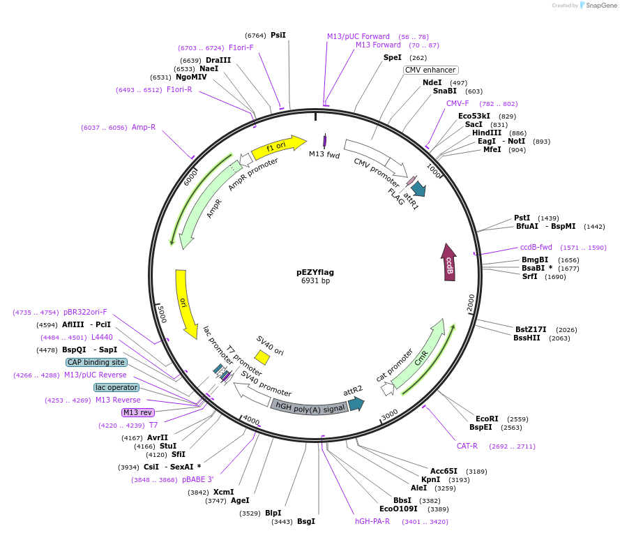 18700-plasmid-map-sequence-id-229536