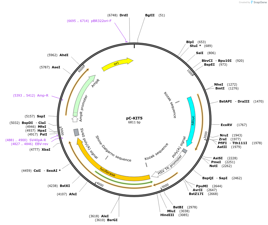 118987-plasmid-map-sequence-id-229538