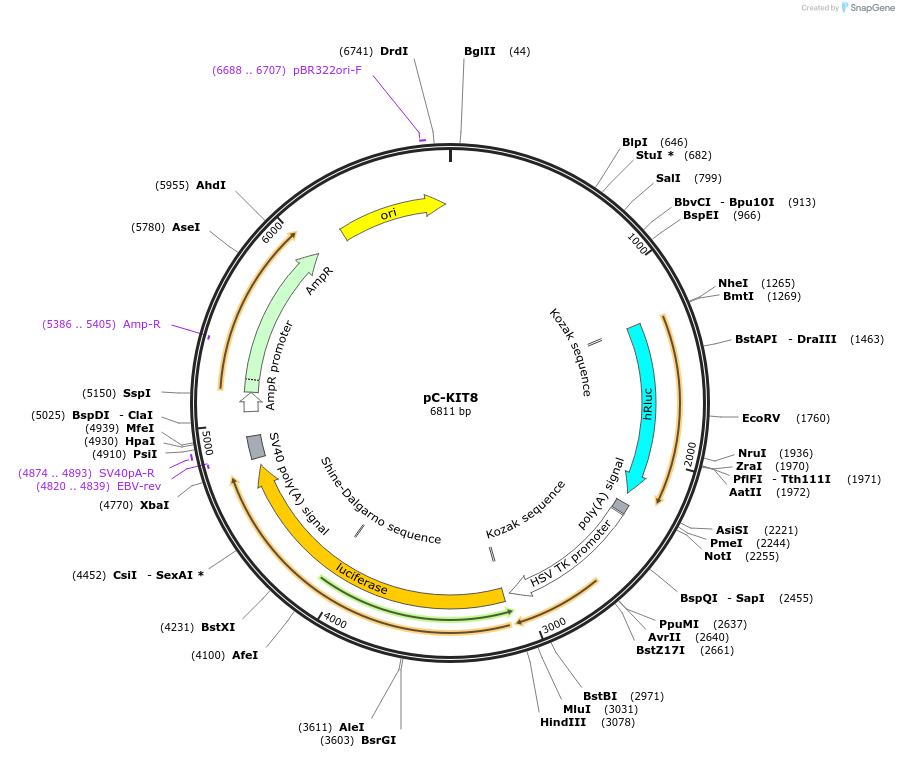118990-plasmid-map-sequence-id-229539