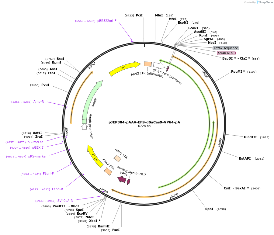 113679-plasmid-map-sequence-id-229549