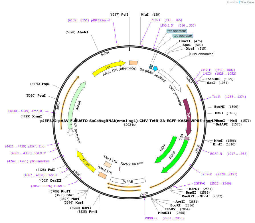 113699-plasmid-map-sequence-id-229551