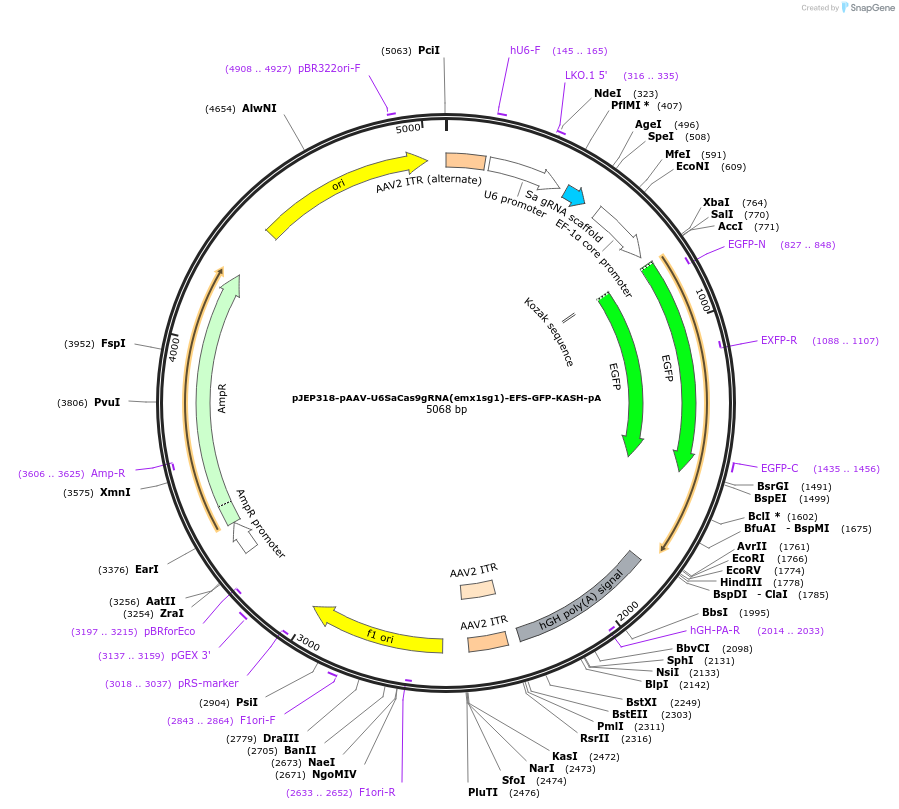 113695-plasmid-map-sequence-id-229553