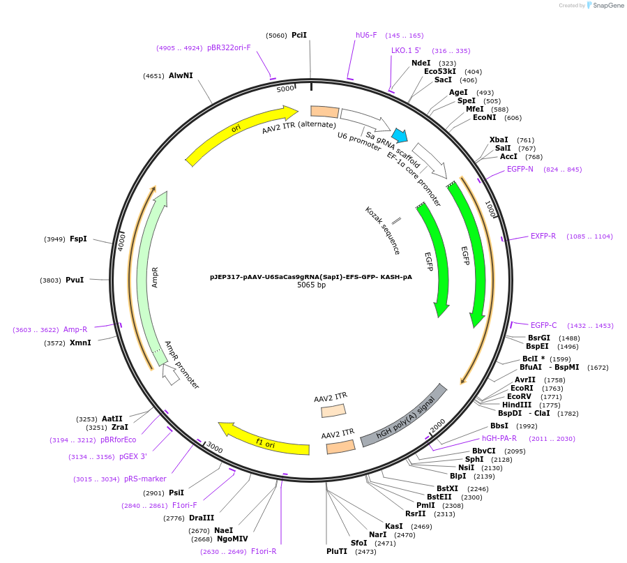 113694-plasmid-map-sequence-id-229555