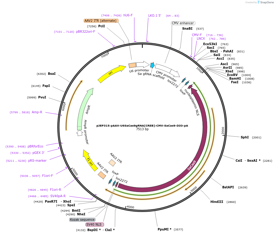 113692-plasmid-map-sequence-id-229557