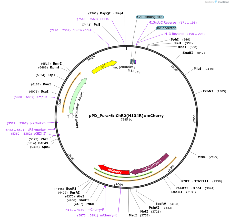 117419-plasmid-map-sequence-id-229560
