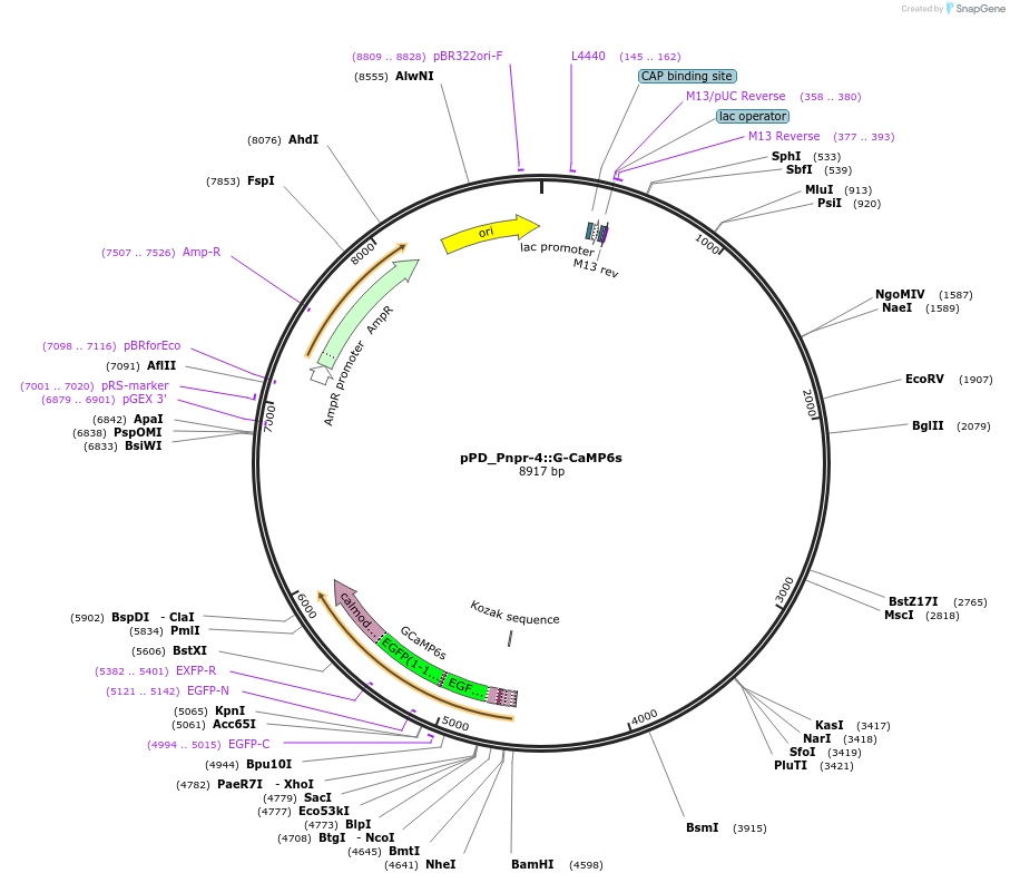 117423-plasmid-map-sequence-id-229565