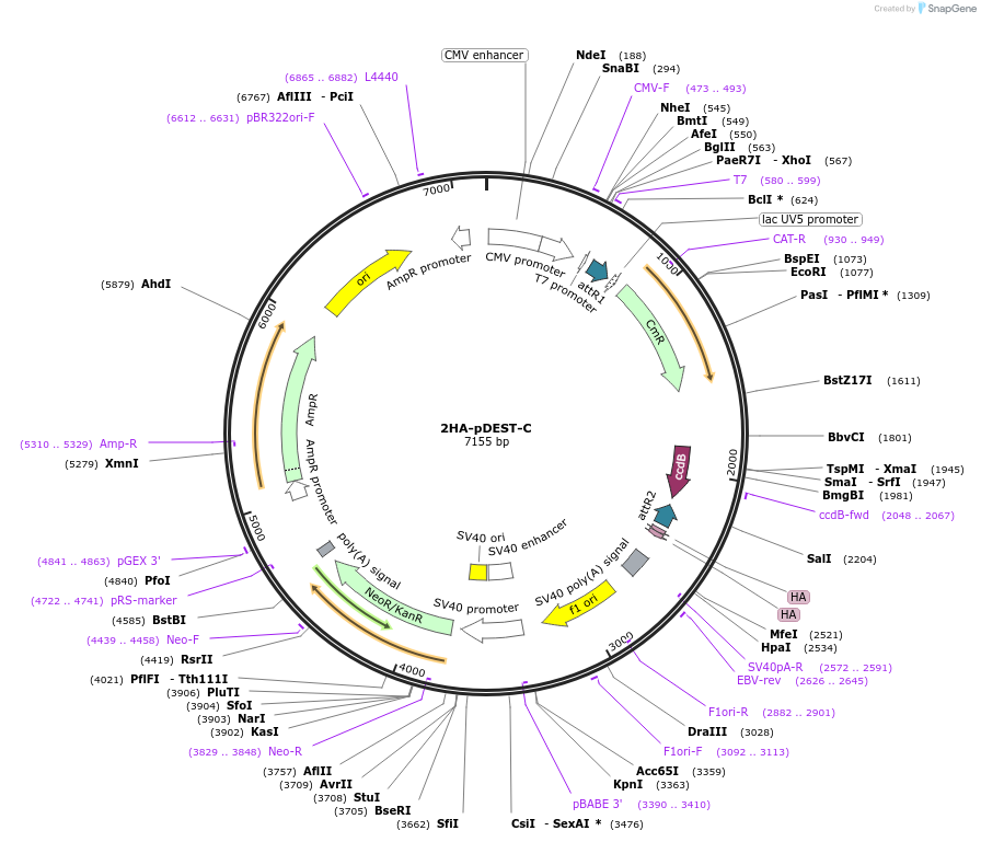 118374-plasmid-map-sequence-id-229566