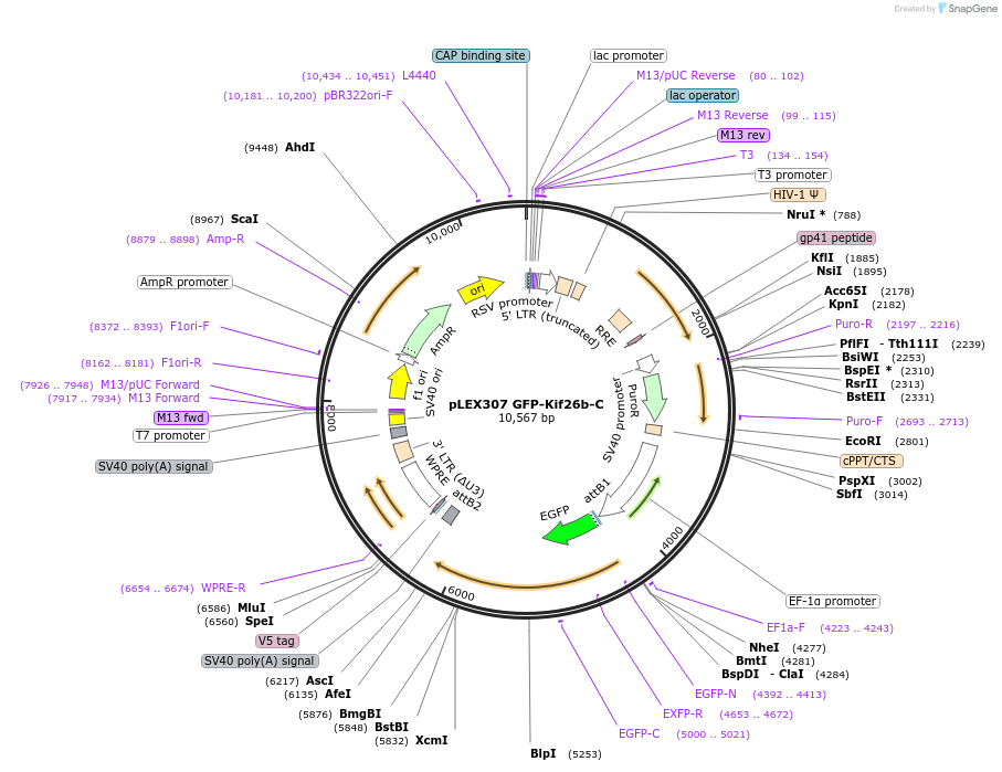 118483-plasmid-map-sequence-id-229567