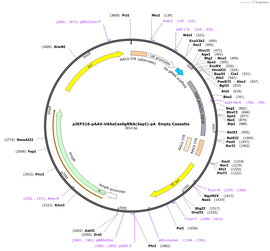 113693-plasmid-map-sequence-id-229568