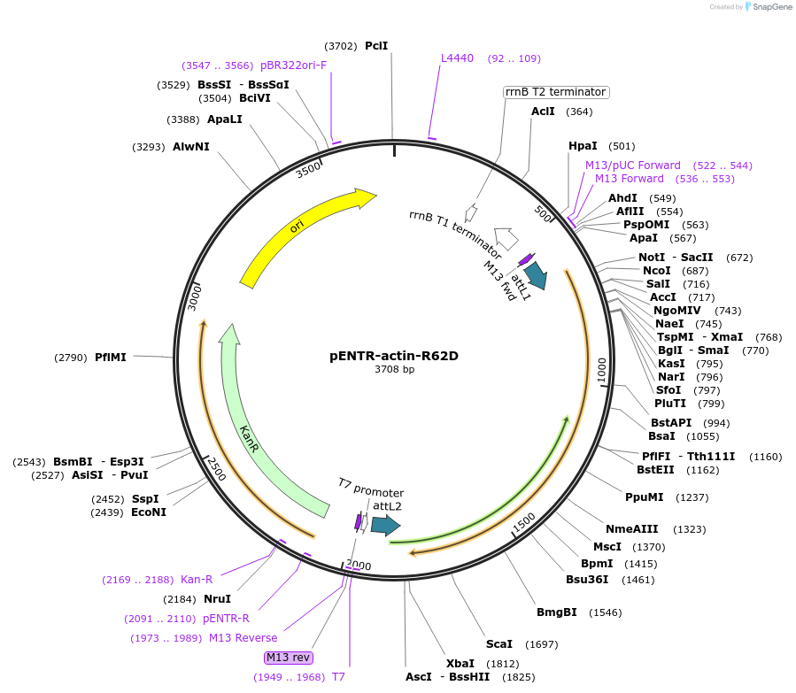 118379-plasmid-map-sequence-id-229615