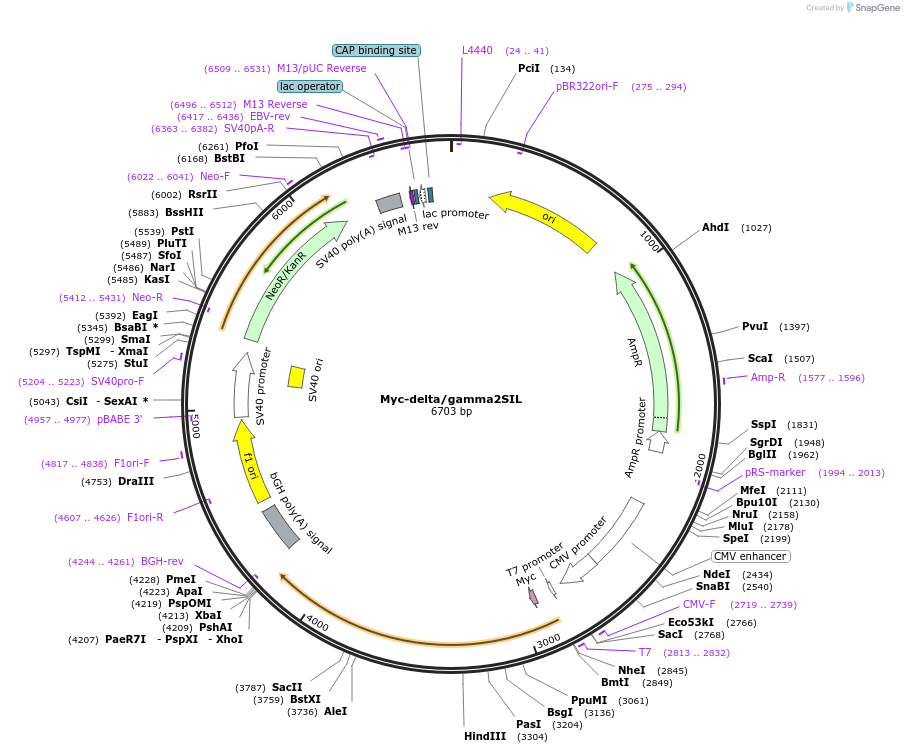 119731-plasmid-map-sequence-id-229623