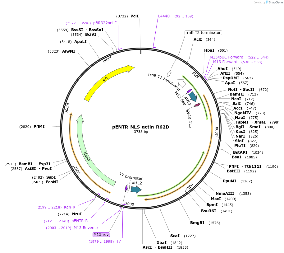 118381-plasmid-map-sequence-id-229625