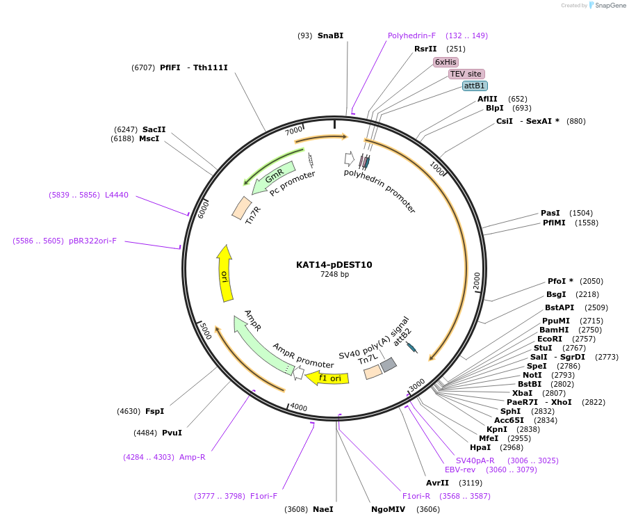 118382-plasmid-map-sequence-id-229630
