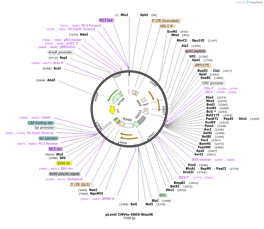 229632_map
