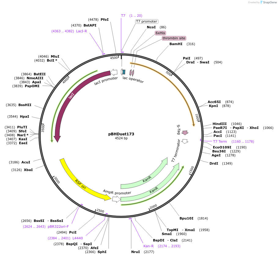 118398-plasmid-map-sequence-id-229636
