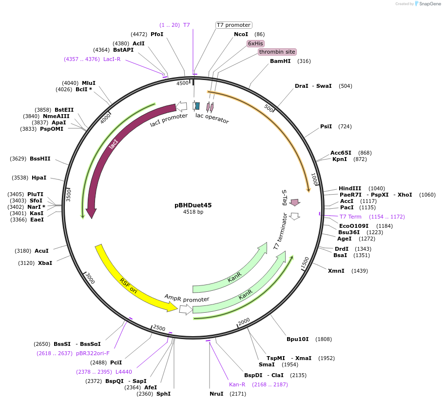 118393-plasmid-map-sequence-id-229637