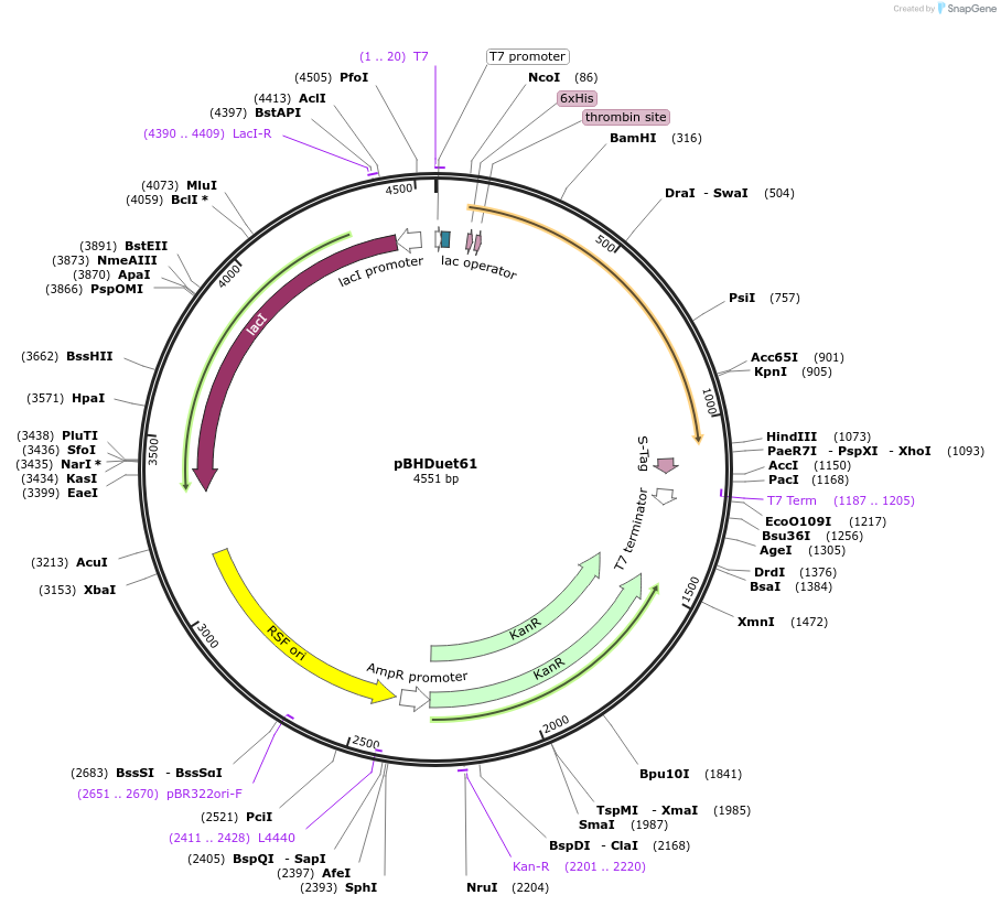 118396-plasmid-map-sequence-id-229640