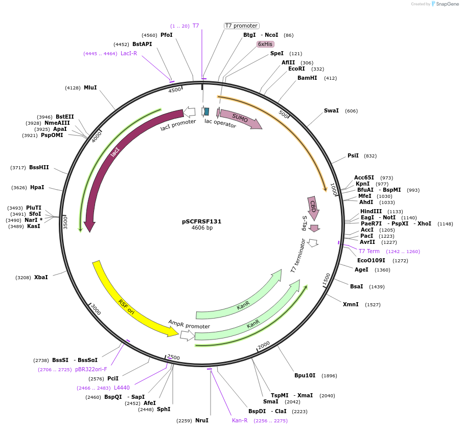 118402-plasmid-map-sequence-id-229642