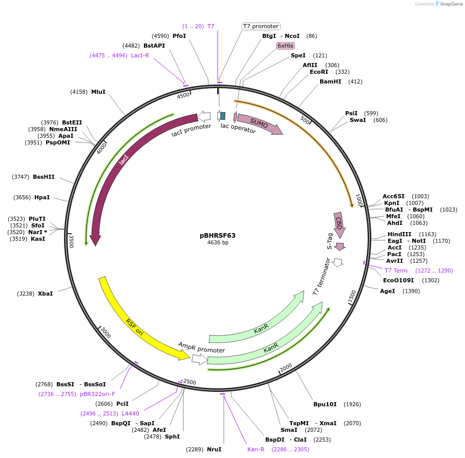 118403-plasmid-map-sequence-id-229643