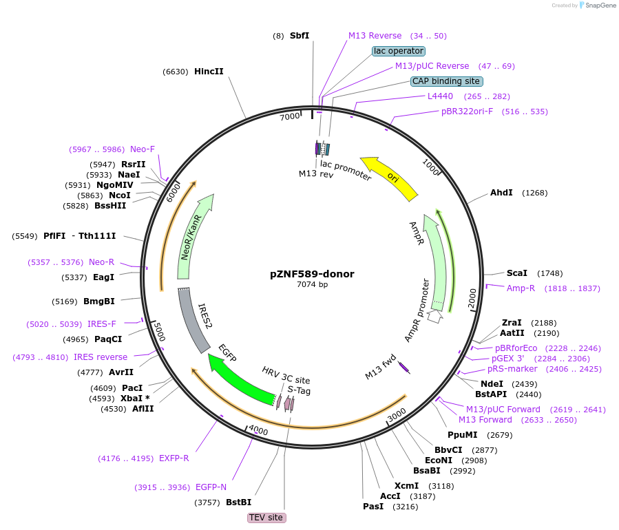 112340-plasmid-map-sequence-id-229653