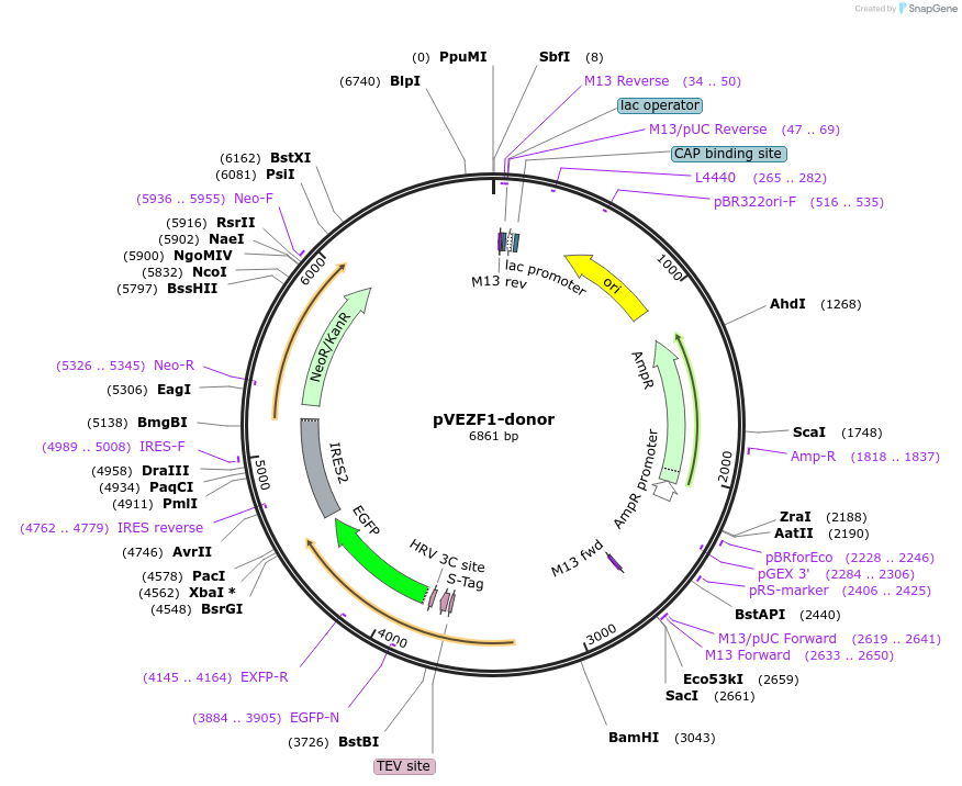 112341-plasmid-map-sequence-id-229654