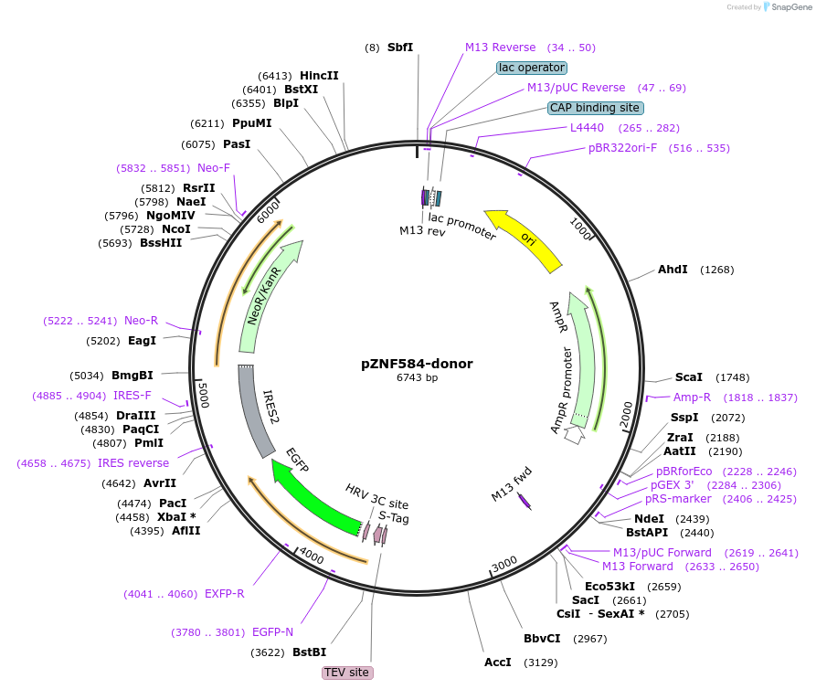 112342-plasmid-map-sequence-id-229656