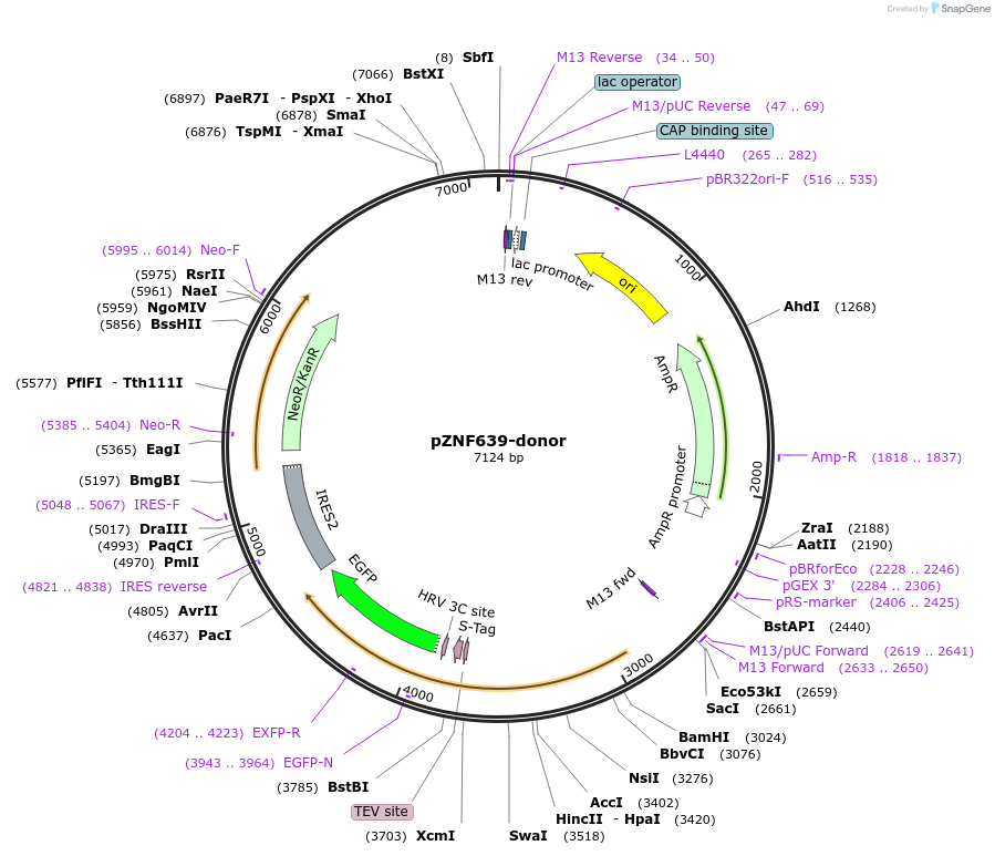 112345-plasmid-map-sequence-id-229659