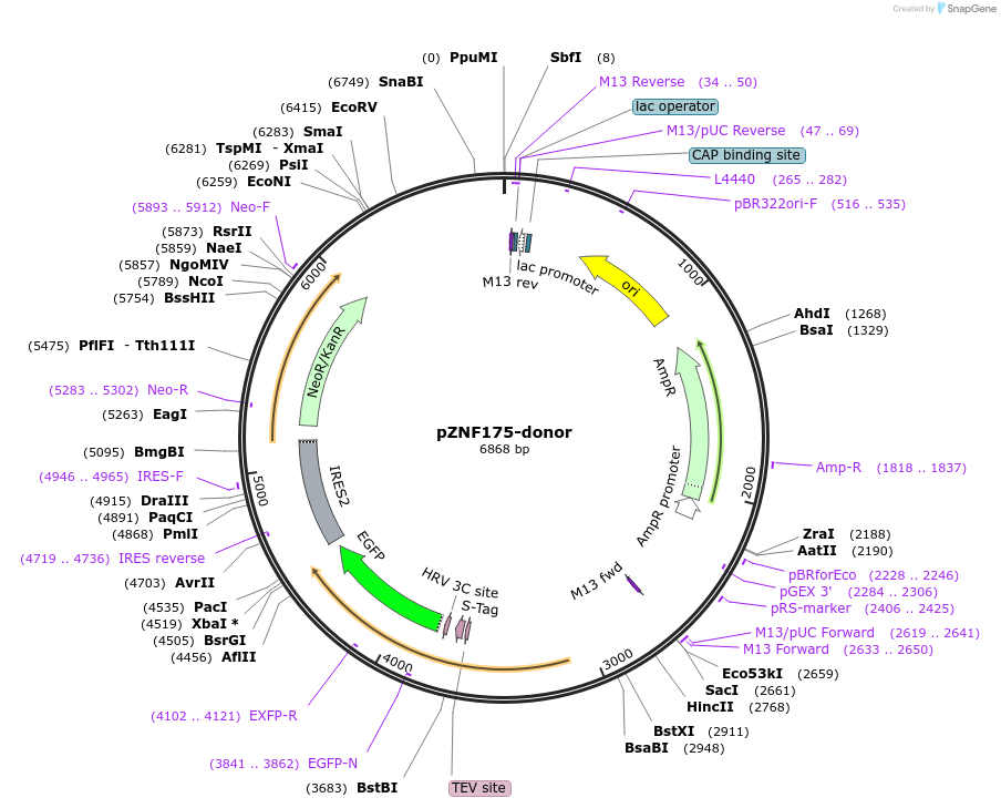 112347-plasmid-map-sequence-id-229660