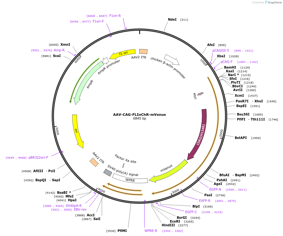 119298-plasmid-map-sequence-id-229664