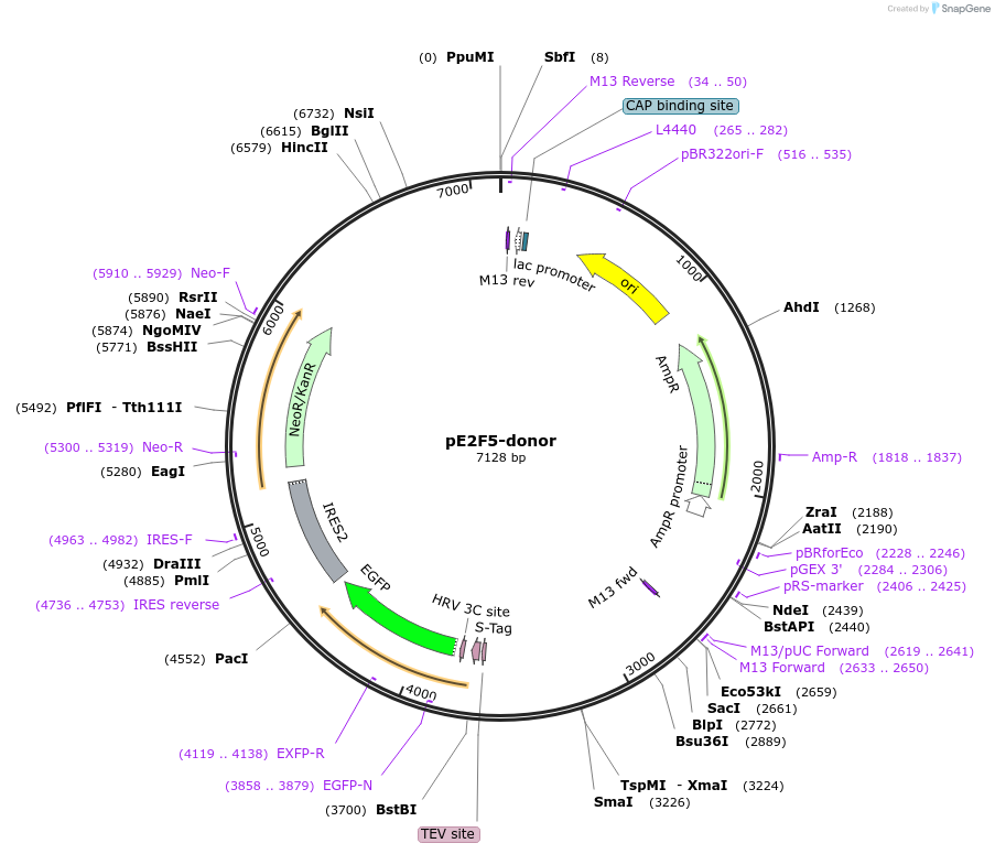 112351-plasmid-map-sequence-id-229665