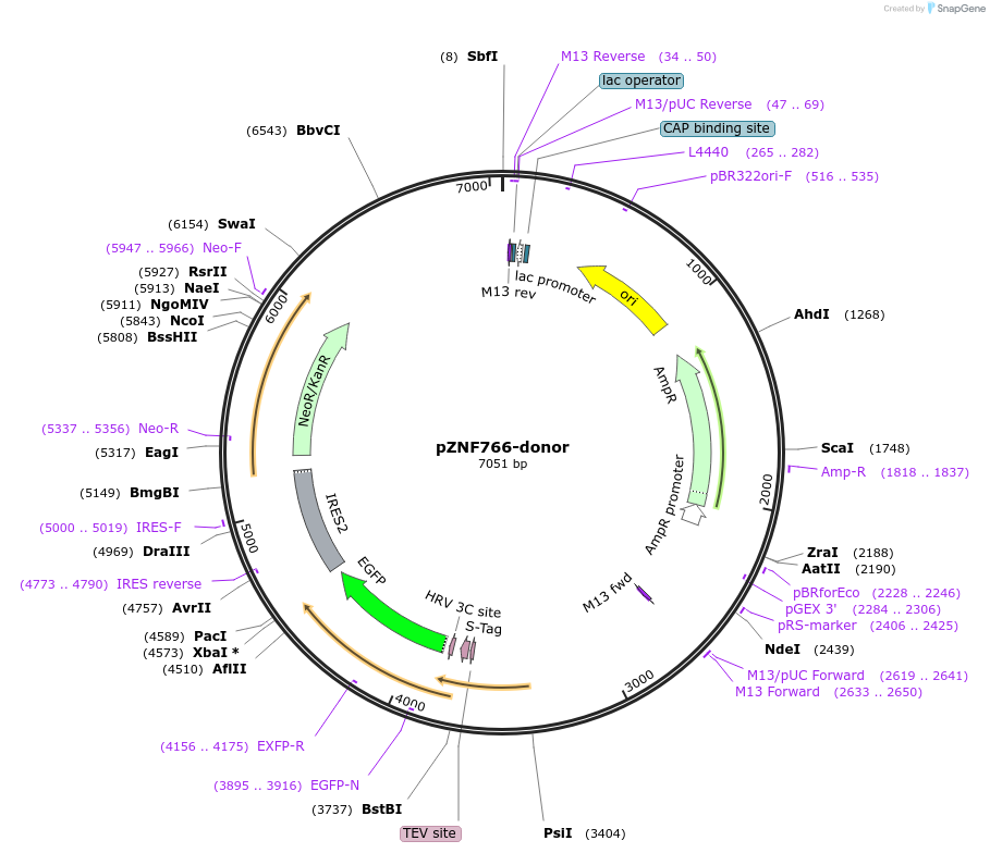 112352-plasmid-map-sequence-id-229667