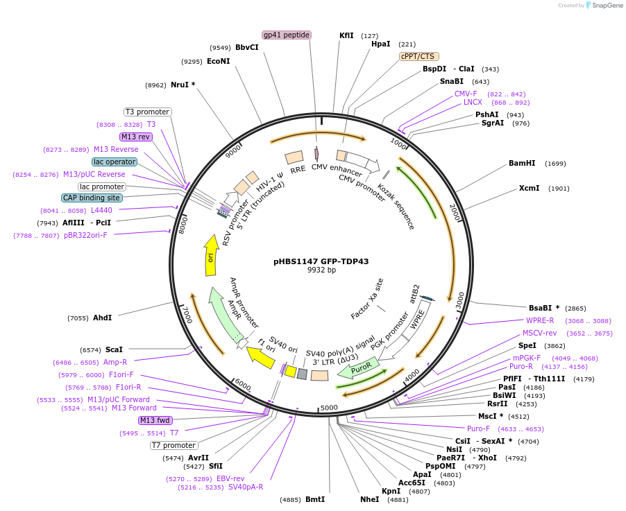 118797-plasmid-map-sequence-id-229670