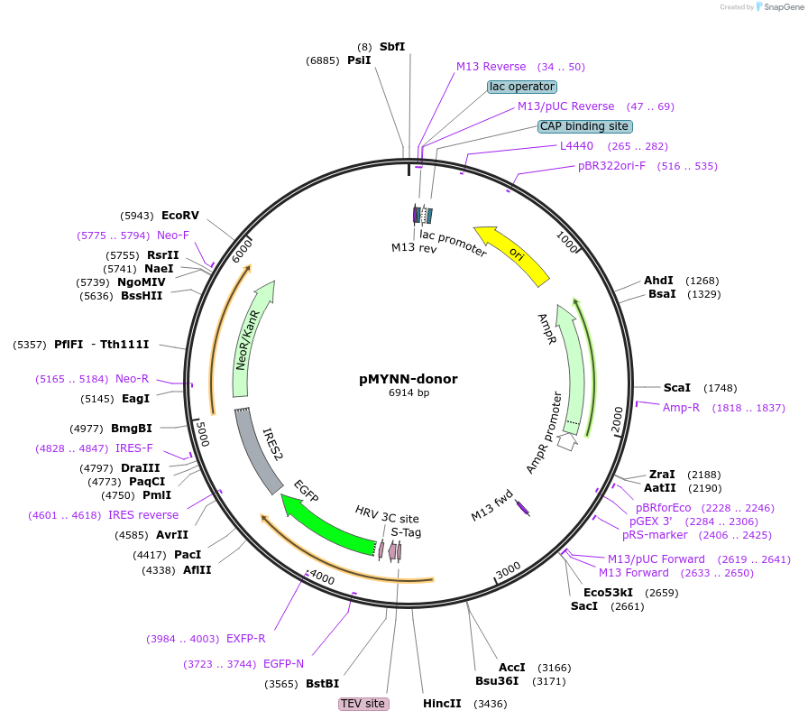 112354-plasmid-map-sequence-id-229671