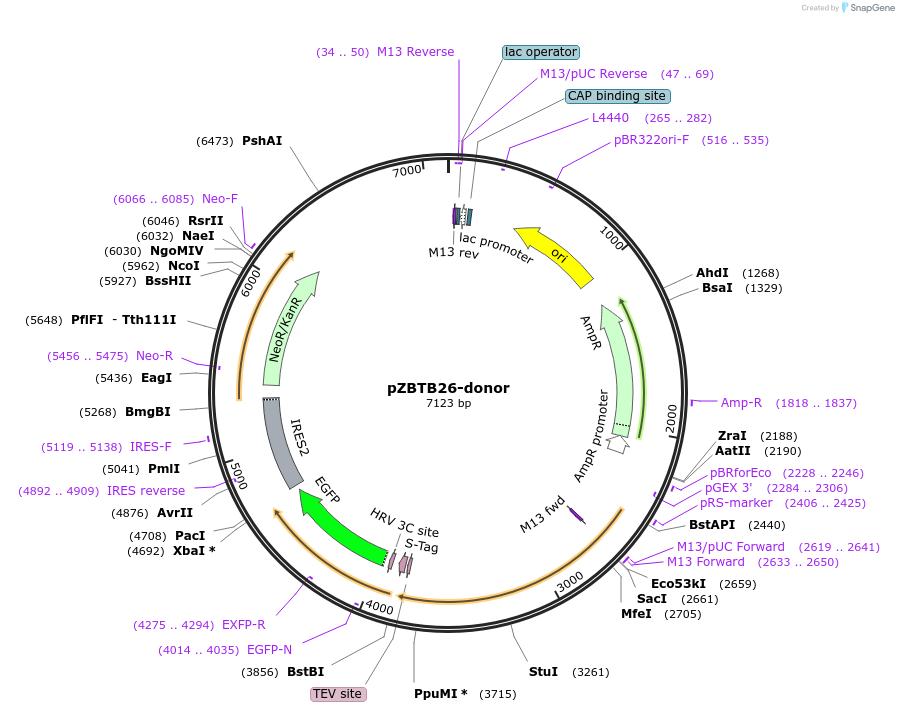 112356-plasmid-map-sequence-id-229674