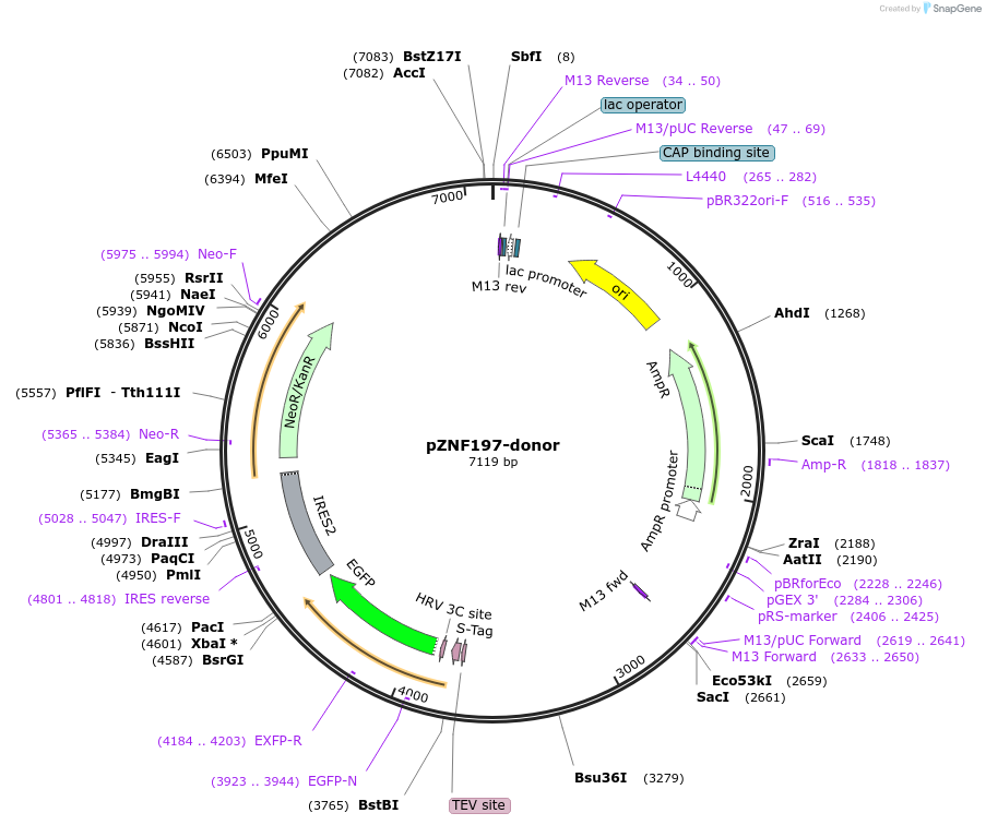 112357-plasmid-map-sequence-id-229676