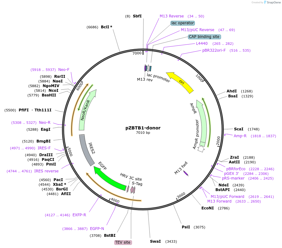 112358-plasmid-map-sequence-id-229678